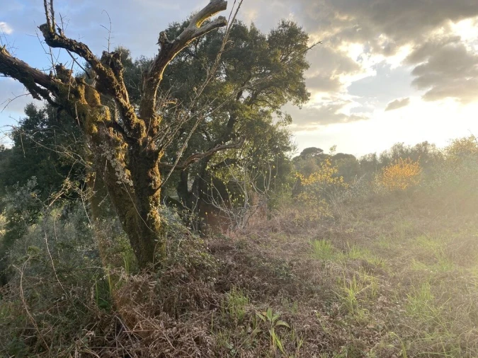 Terreno para Venda em Lajeosa do Dão Foto 9