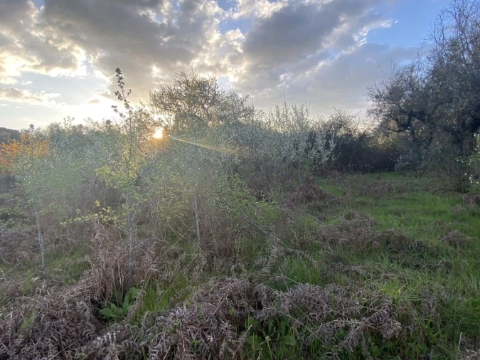 Terreno para Venda em Lajeosa do Dão Foto 13