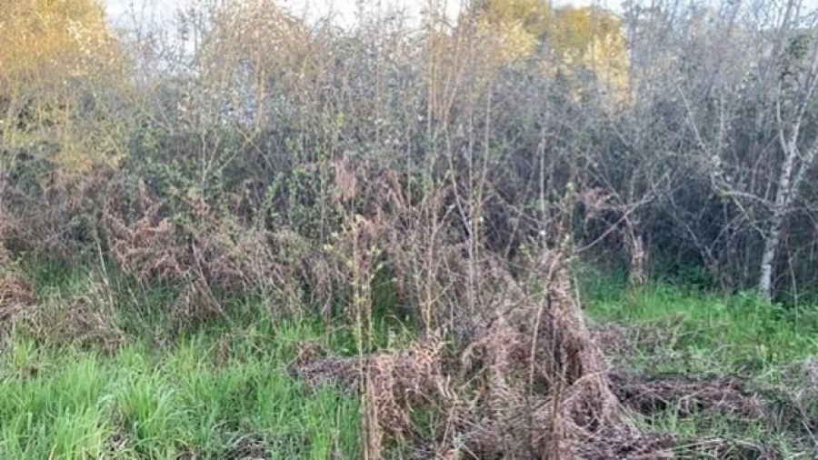 Terreno para Venda em Lajeosa do Dão Foto 14