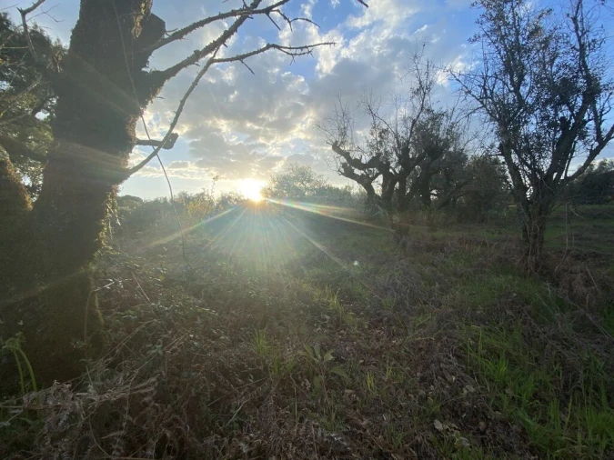 Terreno para Venda em Lajeosa do Dão Foto 18