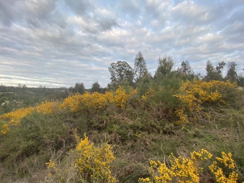 Terreno para Venda em Lajeosa do Dão Foto 1