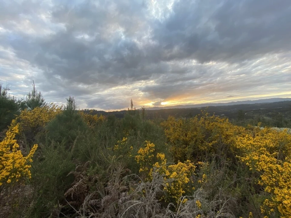 Terreno para Venda em Lajeosa do Dão Foto 2