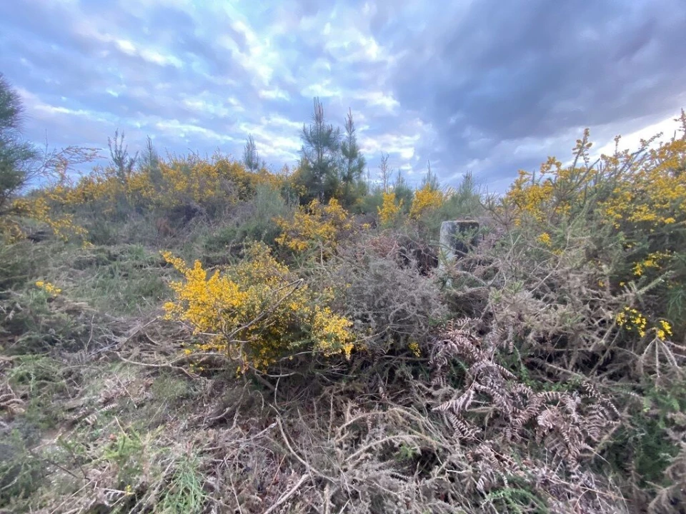Terreno para Venda em Lajeosa do Dão Foto 3