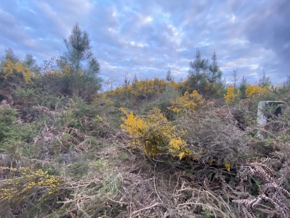 Terreno para Venda em Lajeosa do Dão Foto 7