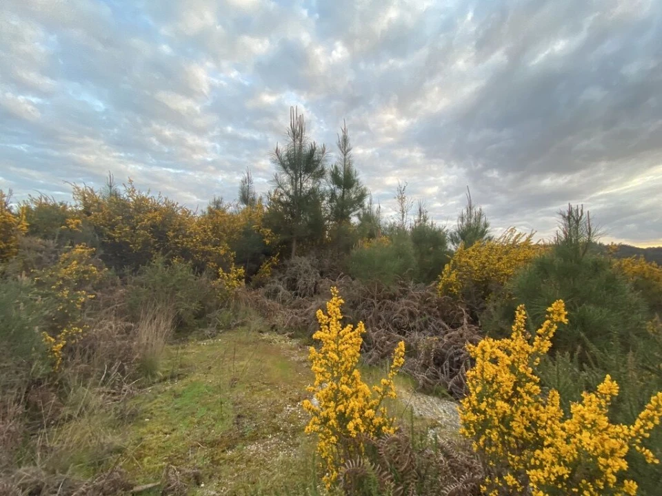 Terreno para Venda em Lajeosa do Dão Foto 9