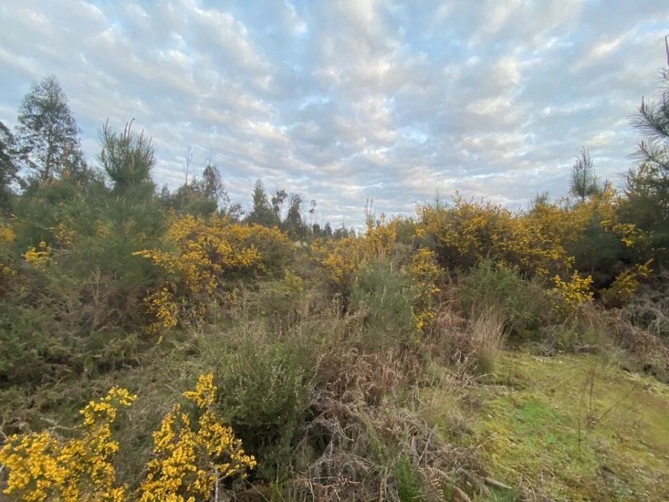 Terreno para Venda em Lajeosa do Dão Foto 11