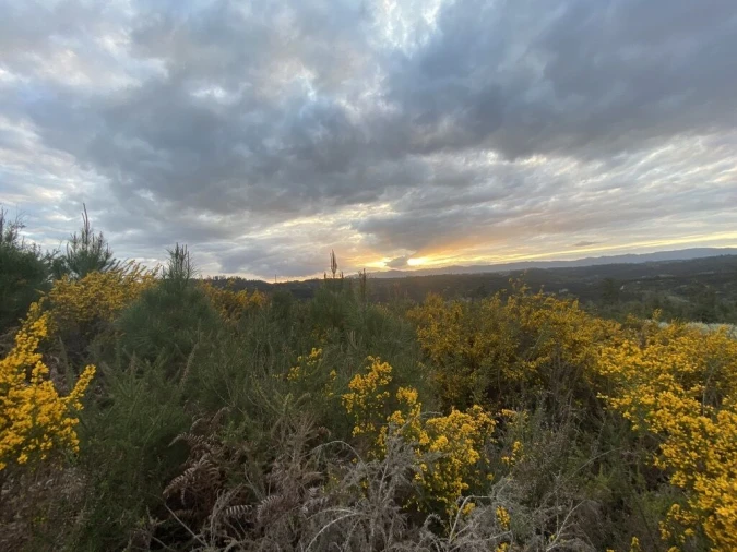 Terreno para Venda em Lajeosa do Dão Foto 2