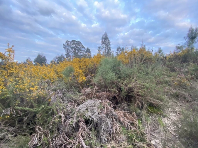 Terreno para Venda em Lajeosa do Dão Foto 5