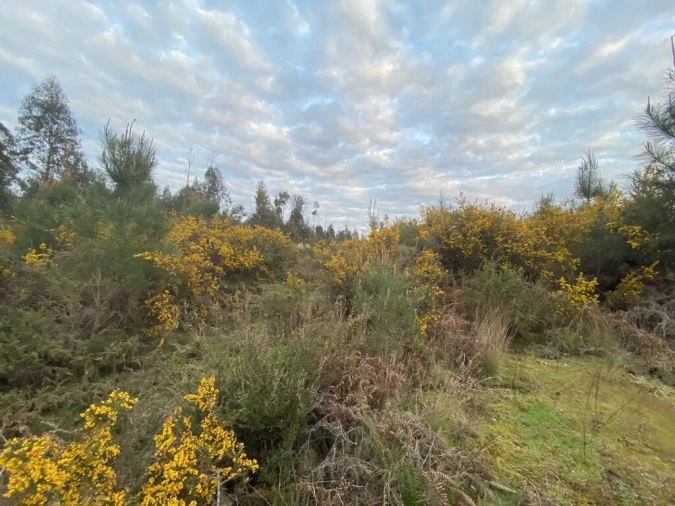 Terreno para Venda em Lajeosa do Dão Foto 11