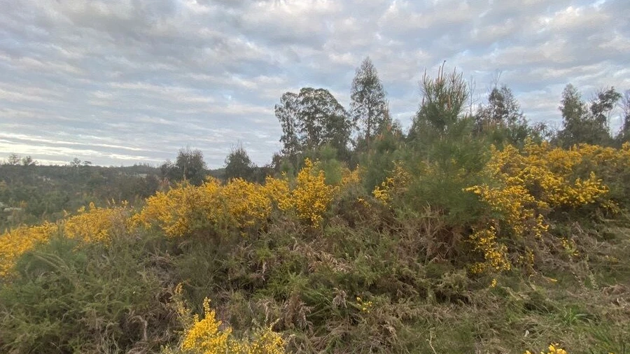 Terreno para Venda em Lajeosa do Dão