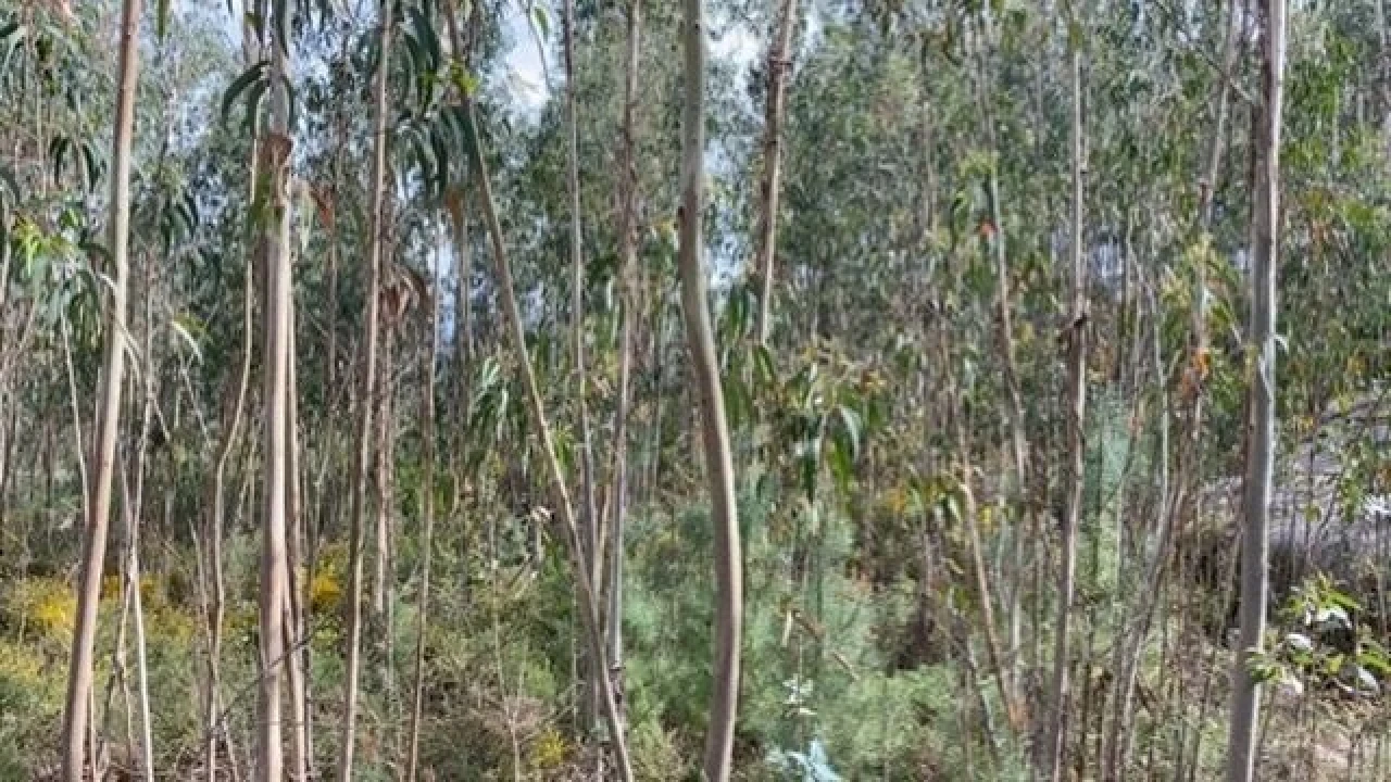 Terreno para Venda em Lajeosa do Dão Foto 1