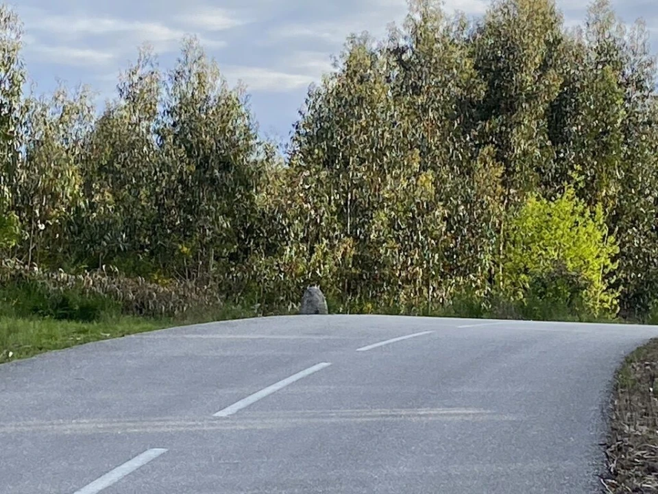Terreno para Venda em Lajeosa do Dão Foto 2
