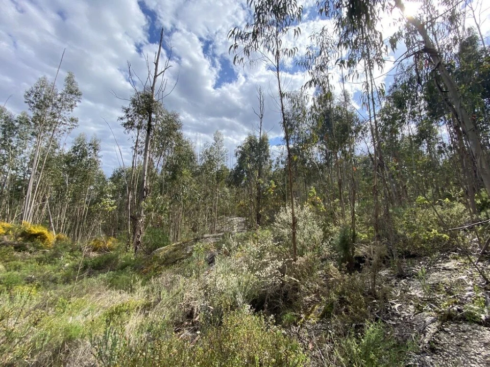 Terreno para Venda em Lajeosa do Dão Foto 3