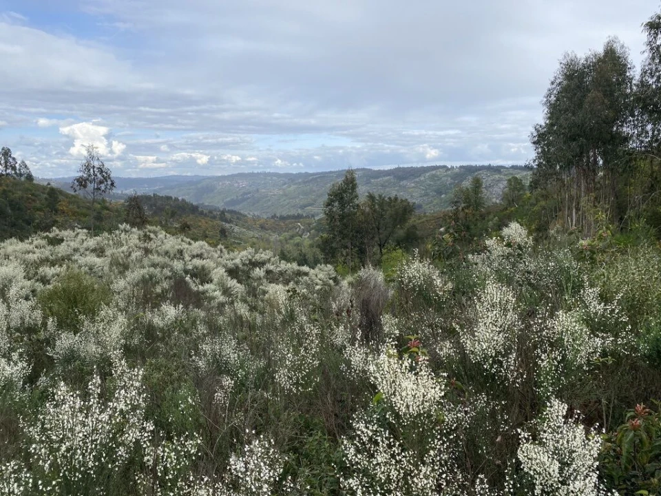 Terreno para Venda em Lajeosa do Dão Foto 4