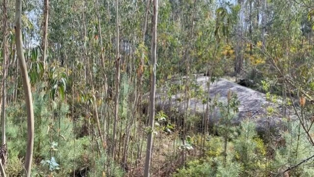 Terreno para Venda em Lajeosa do Dão Foto 8