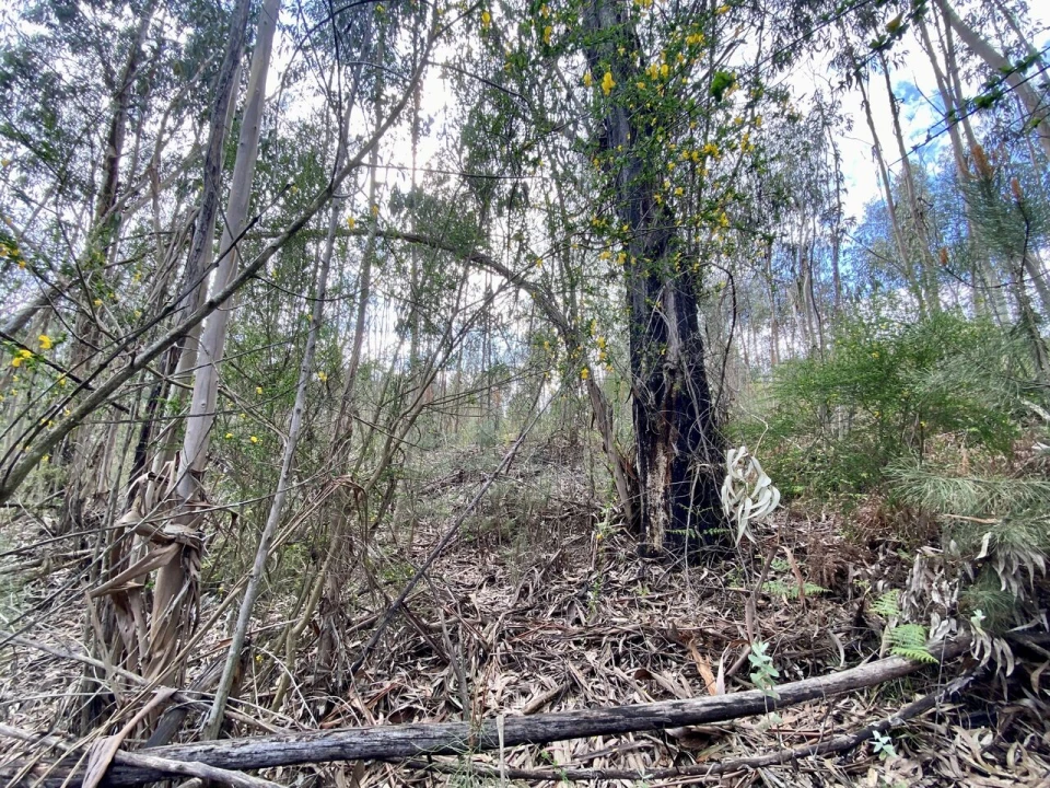Terreno para Venda em Lajeosa do Dão Foto 9