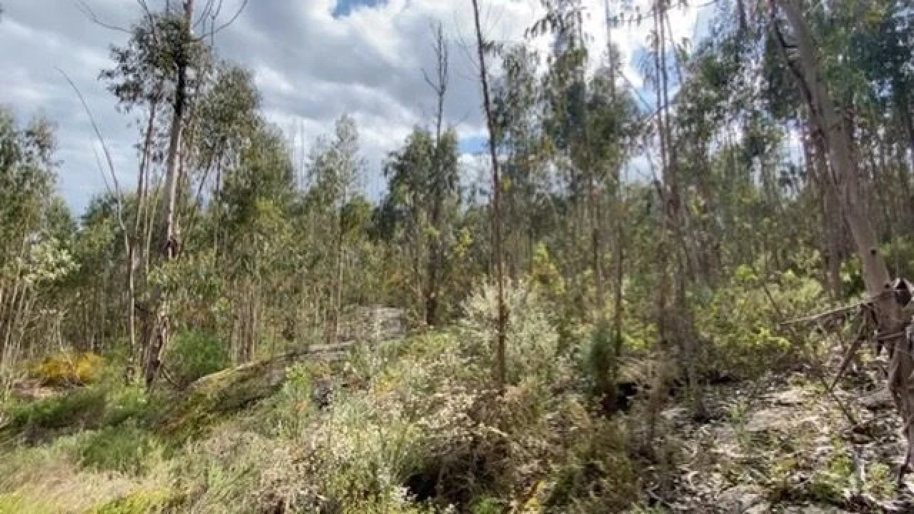 Terreno para Venda em Lajeosa do Dão Foto 13