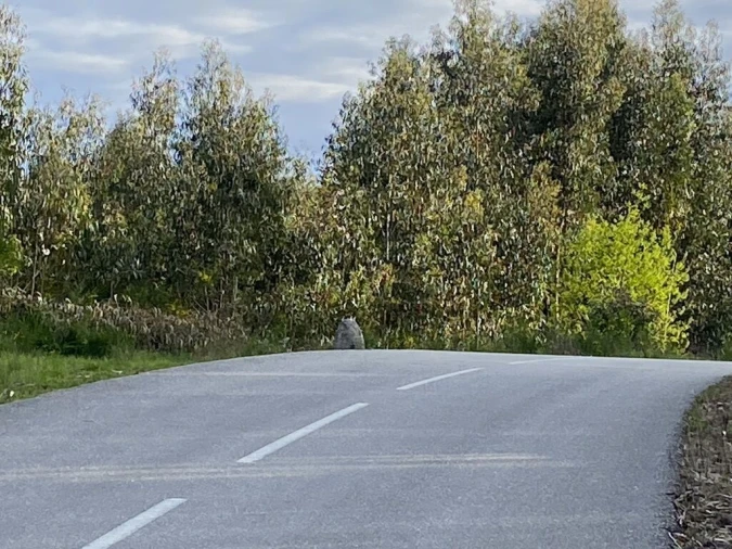 Terreno para Venda em Lajeosa do Dão Foto 2
