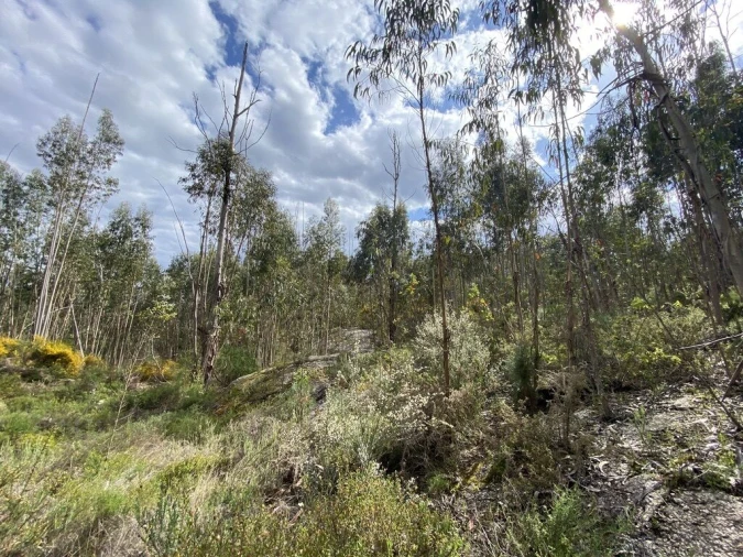 Terreno para Venda em Lajeosa do Dão Foto 3