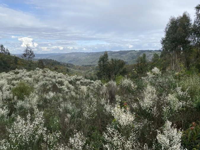 Terreno para Venda em Lajeosa do Dão Foto 4