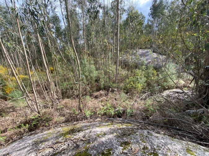 Terreno para Venda em Lajeosa do Dão Foto 5