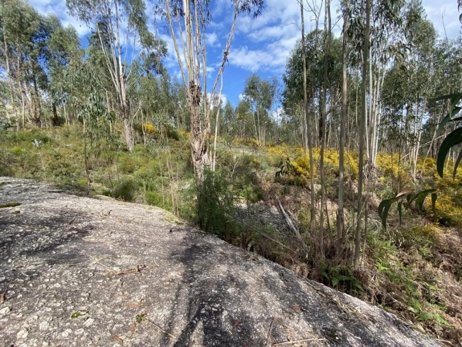 Terreno para Venda em Lajeosa do Dão Foto 6