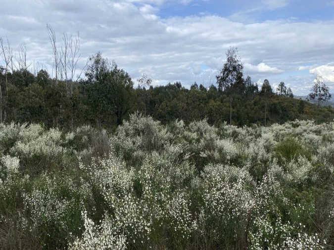 Terreno para Venda em Lajeosa do Dão Foto 7