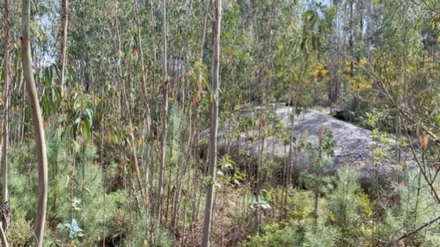 Terreno para Venda em Lajeosa do Dão Foto 10