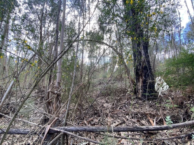 Terreno para Venda em Lajeosa do Dão Foto 12