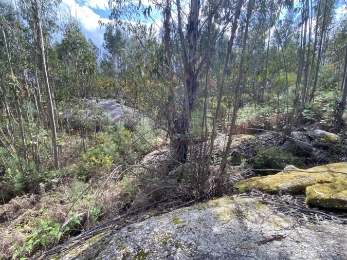 Terreno para Venda em Lajeosa do Dão Foto 14