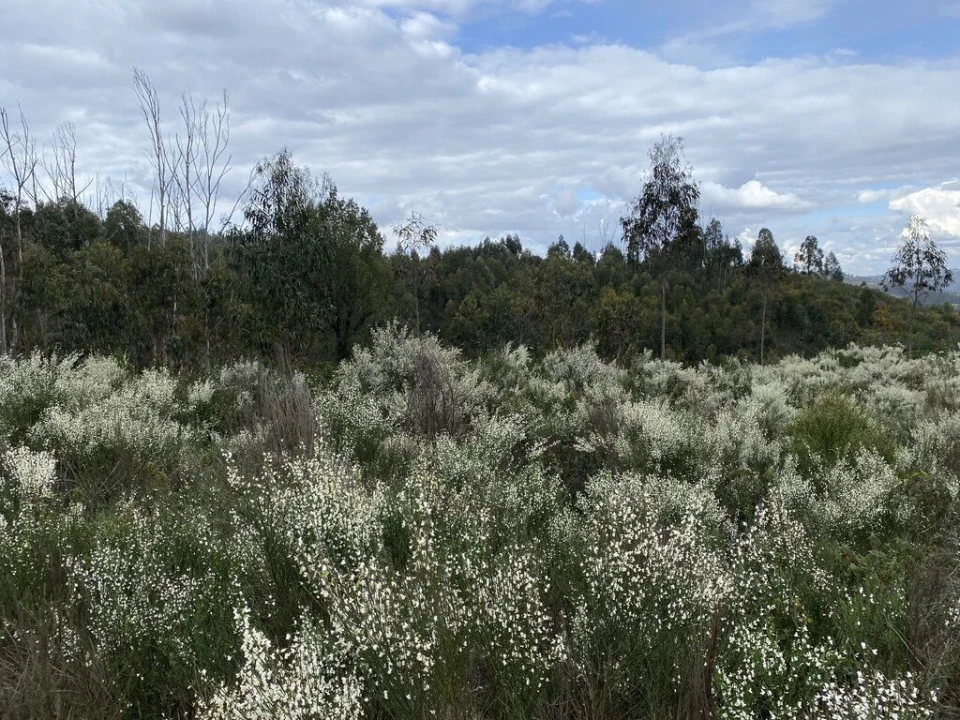 Terreno para Venda em Lajeosa do Dão Foto 3