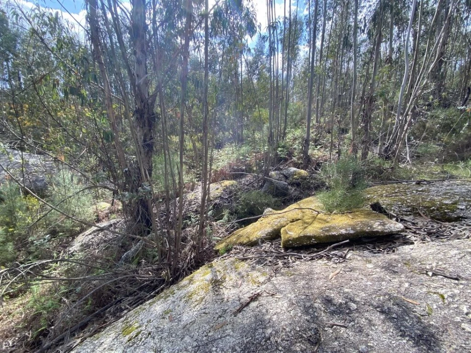 Terreno para Venda em Lajeosa do Dão Foto 4