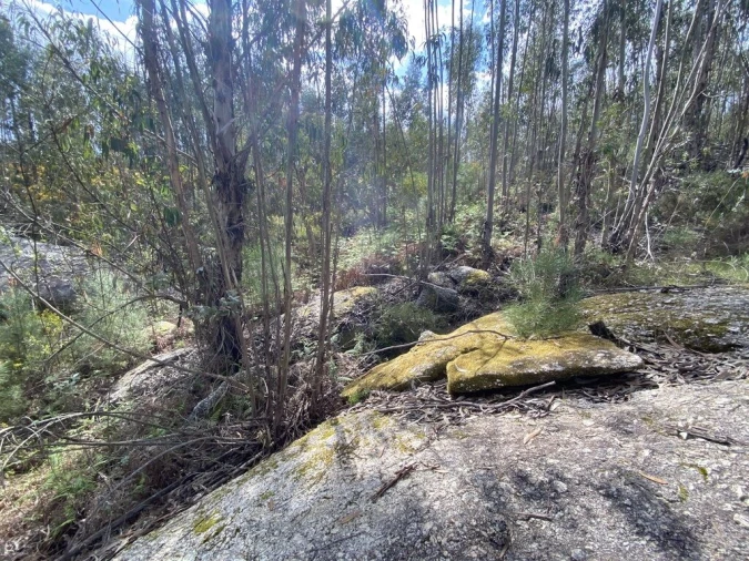 Terreno para Venda em Lajeosa do Dão Foto 4