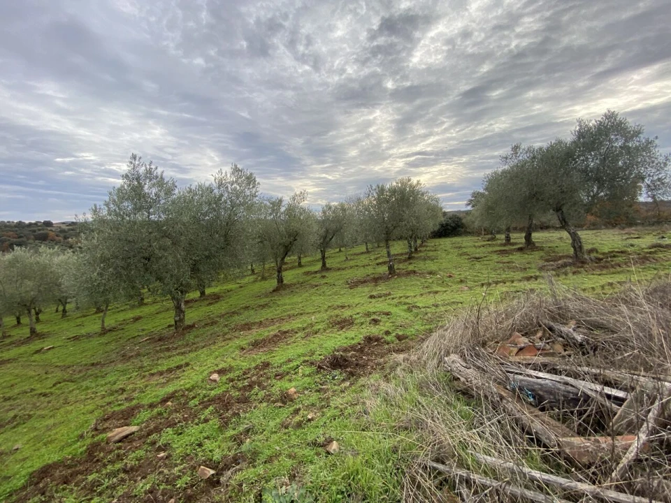 Terreno para Venda em Vinhas Foto 5