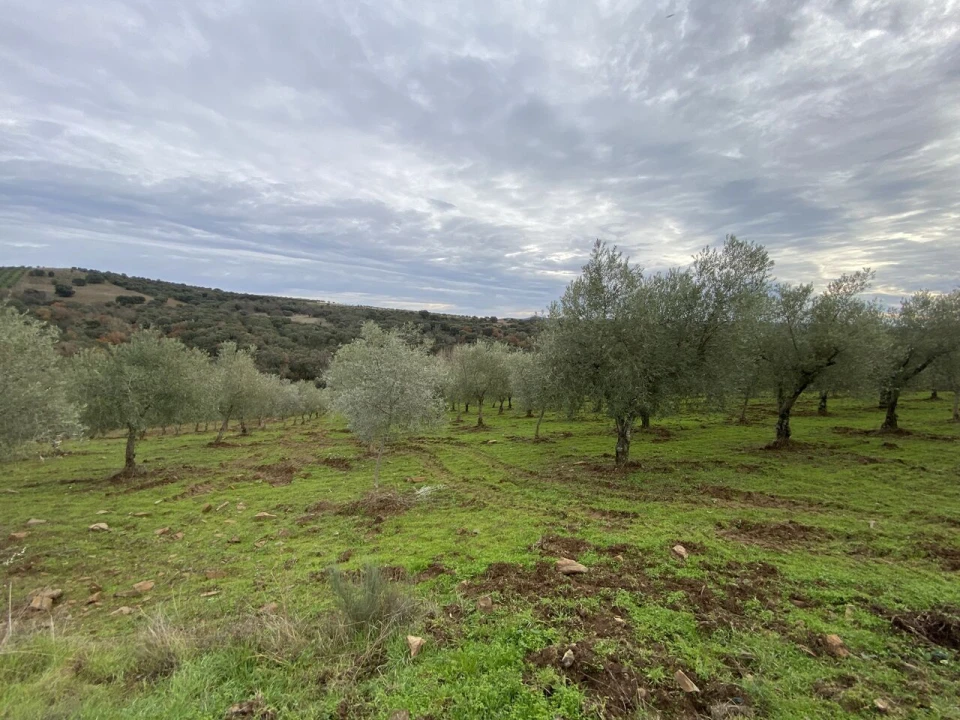 Terreno para Venda em Vinhas Foto 6