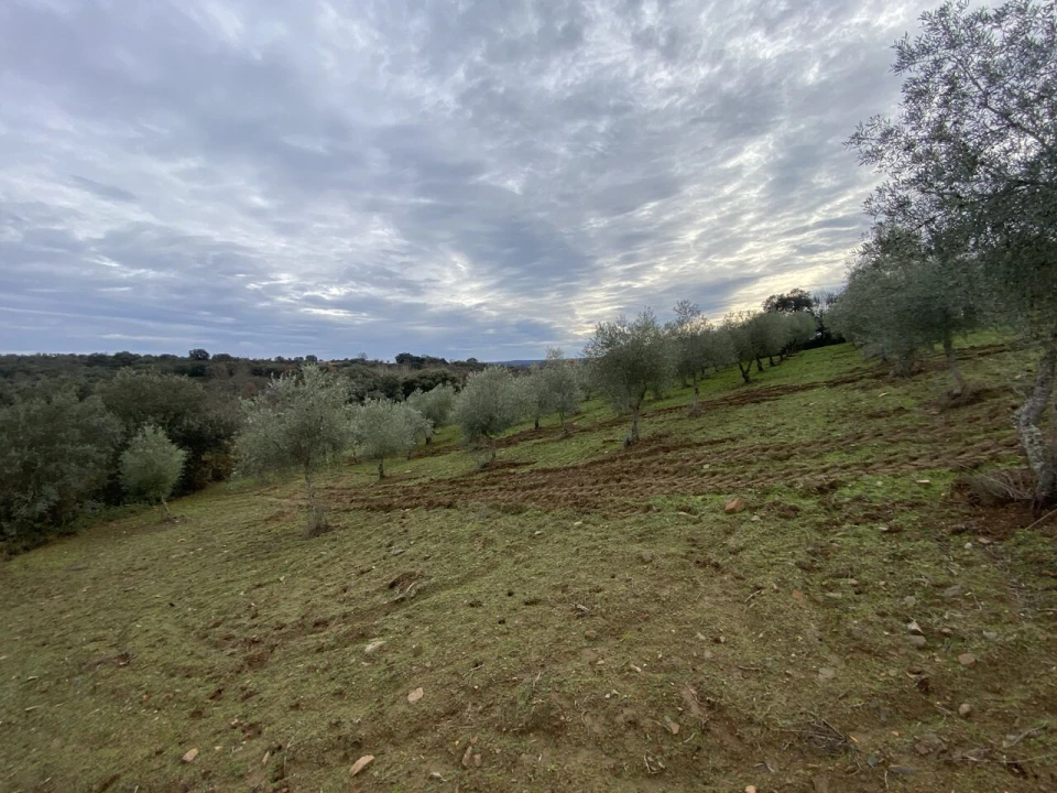 Terreno para Venda em Vinhas Foto 10