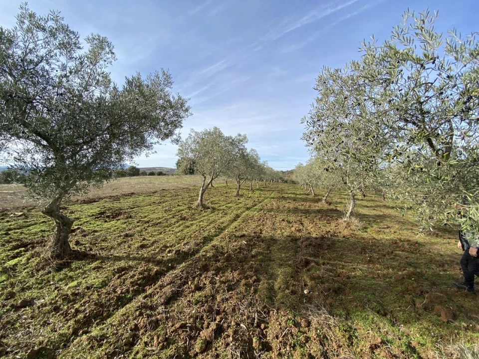 Terreno para Venda em Vinhas Foto 17