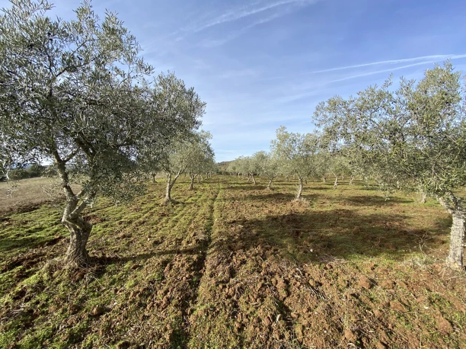 Terreno para Venda em Vinhas Foto 18