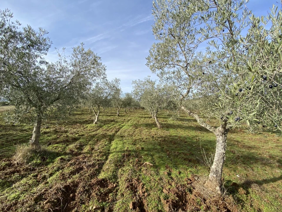 Terreno para Venda em Vinhas Foto 19