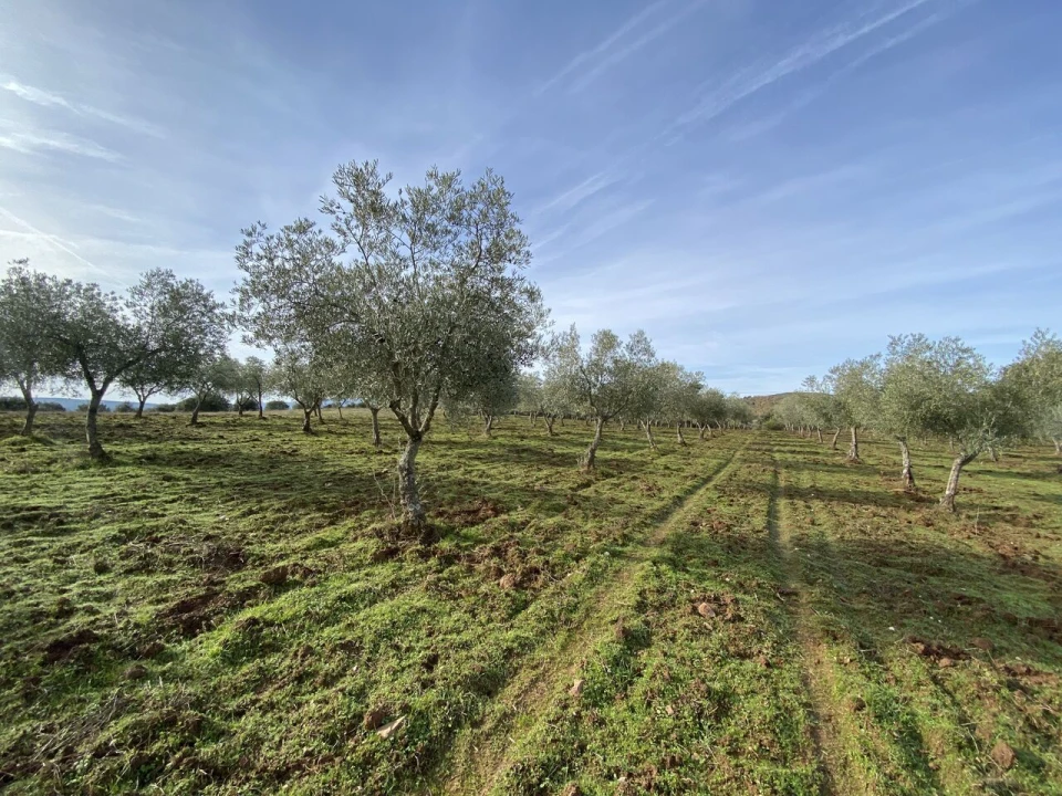 Terreno para Venda em Vinhas Foto 23