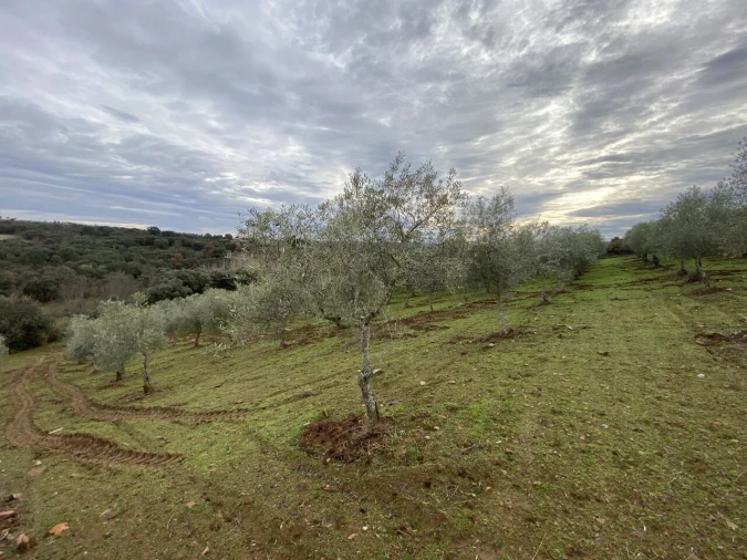 Terreno para Venda em Vinhas Foto 9
