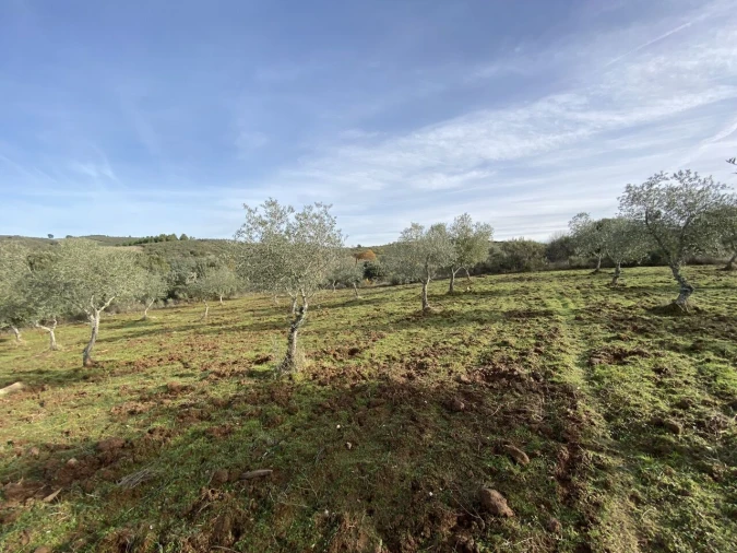 Terreno para Venda em Vinhas Foto 21
