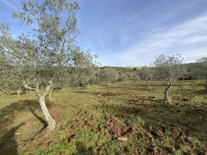 Terreno para Venda em Vinhas Foto 22