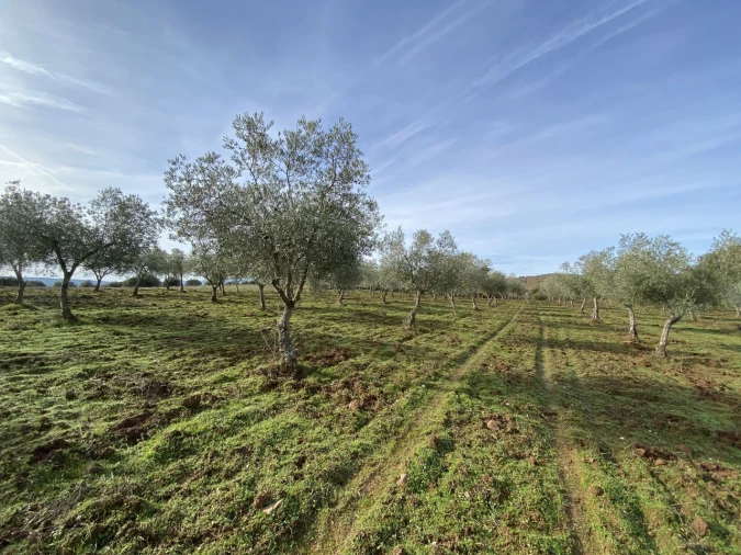 Terreno para Venda em Vinhas Foto 23