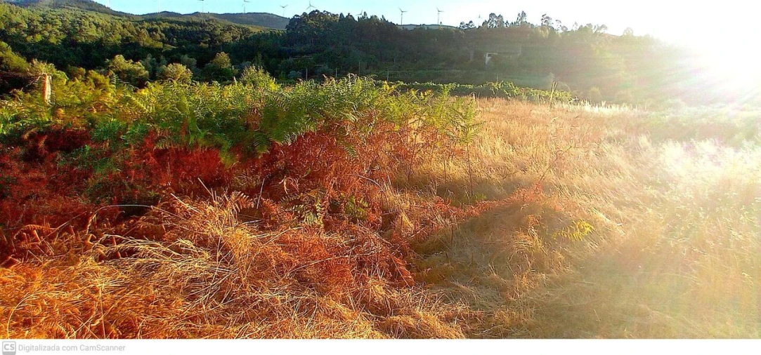 Quinta T5 para Venda em Merufe Foto 2