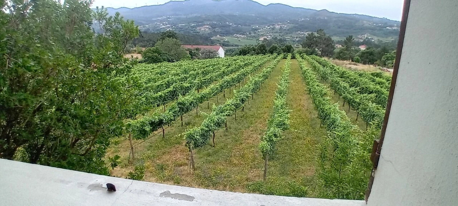 Quinta T5 para Venda em Podame Foto 14