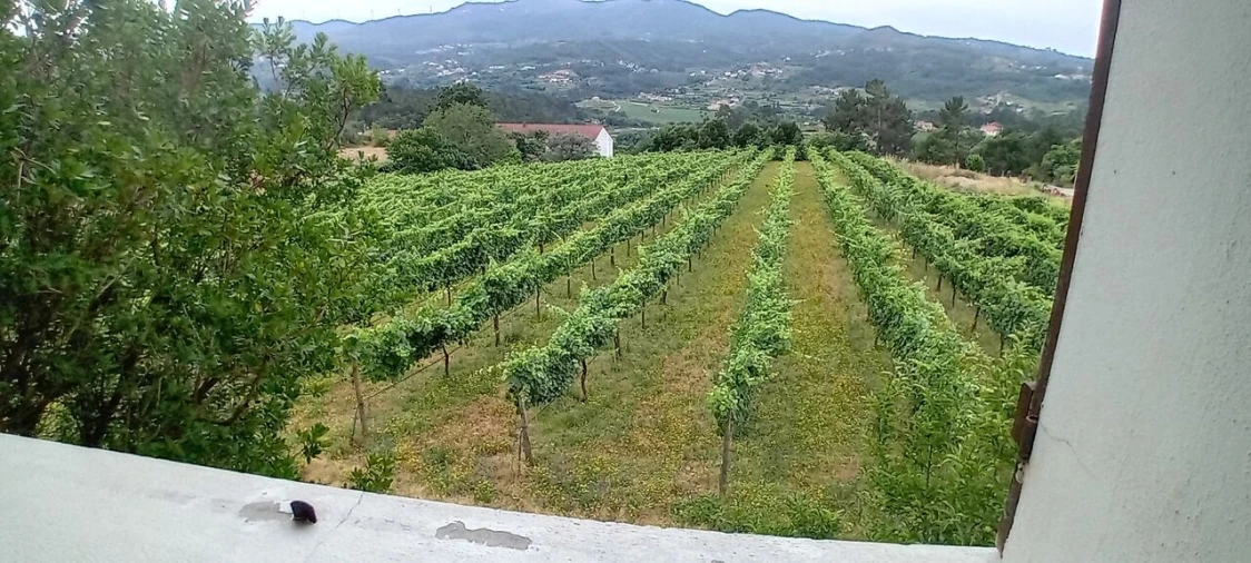 Quinta T5 para Venda em Podame Foto 14