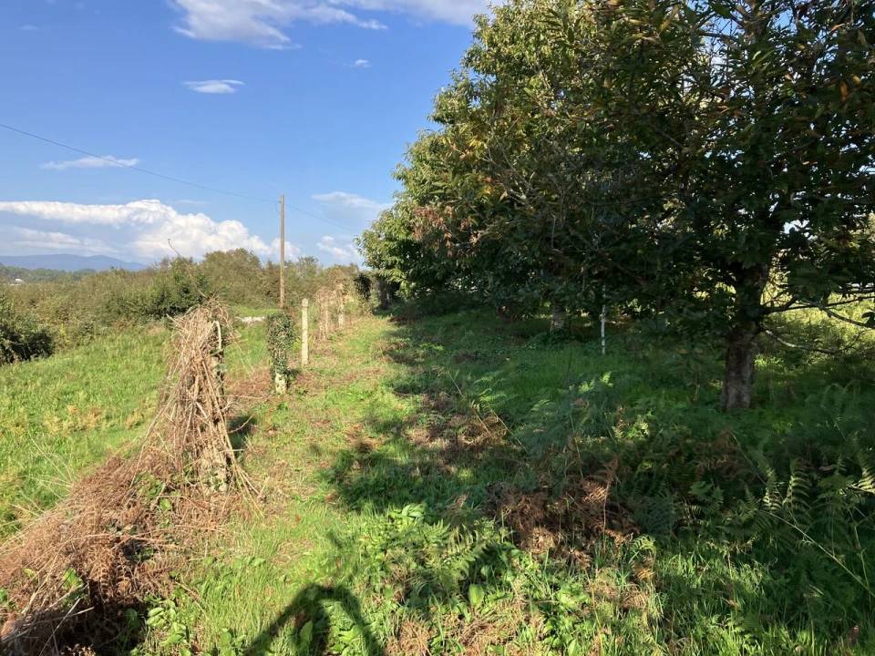 Terreno para Venda em Lanhelas Foto 7