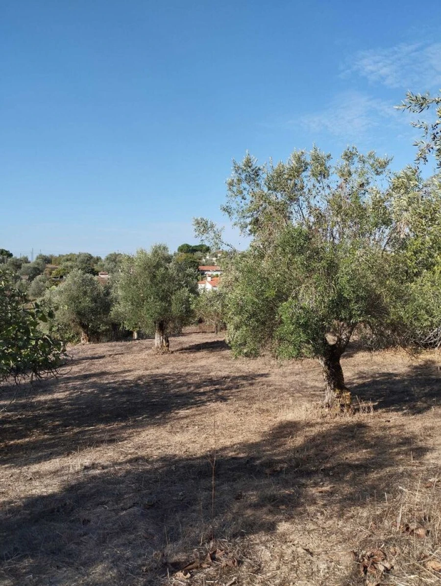 Quinta T2 para Venda em Mouriscas Foto 13