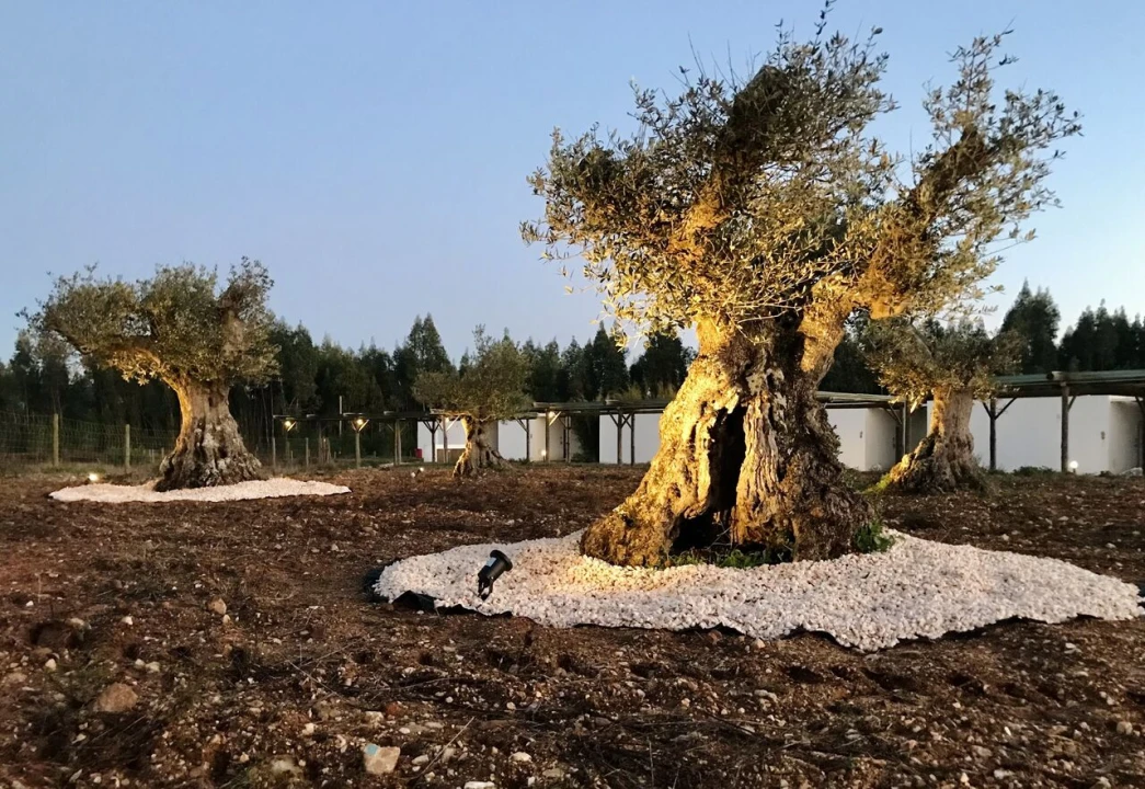 Quinta T18 para Venda em São Teotónio Foto 36